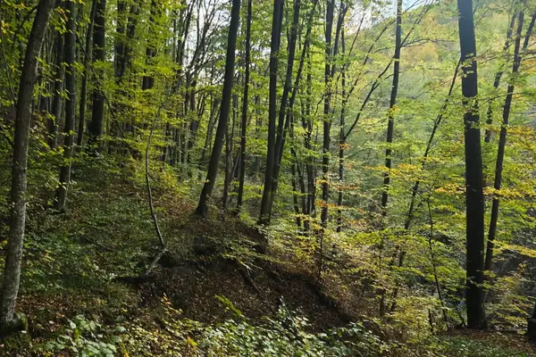 Bacteria fericirii din sol. De ce 20 de minute în grădina de toamnă schimbă chimia creierului