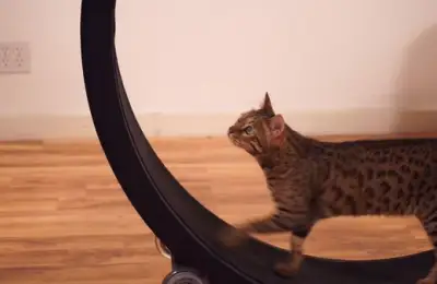 The Amazing Invention Every Cat Lover Must Have at Home