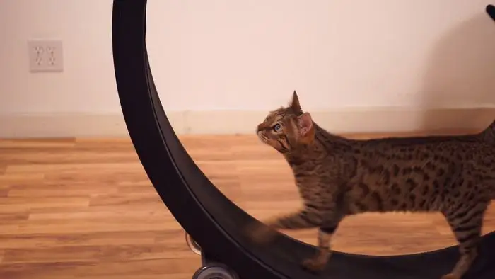 The Amazing Invention Every Cat Lover Must Have at Home