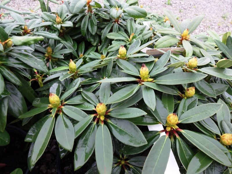 Evergreen Plants for Balcony or Terrace