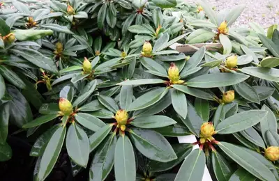 Evergreen Plants for Balcony or Terrace