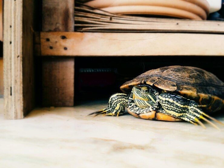 Easy-to-Care-For Pets in Apartments Besides Dogs and Cats