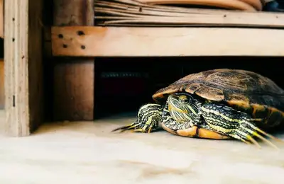 Easy-to-Care-For Pets in Apartments Besides Dogs and Cats