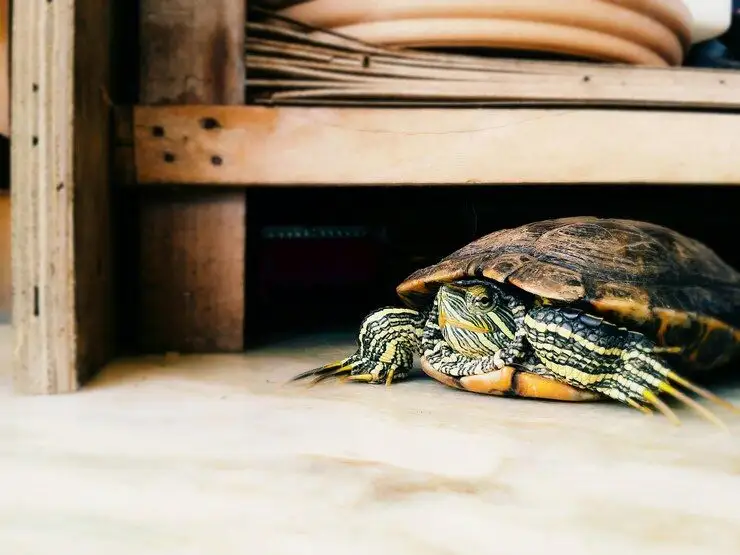 Animale de companie ușor de îngrijit la bloc în afară de câini și pisici
