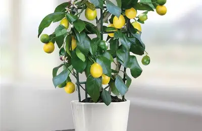 How to Plant a Lemon Tree