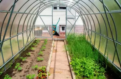 Setting Up a Greenhouse in Your Yard This Fall: Useful Tips and Tricks