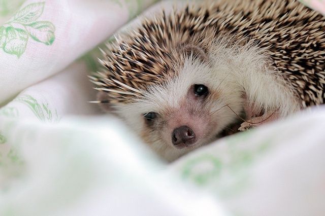 How to Raise a Hedgehog