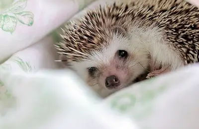 How to Raise a Hedgehog