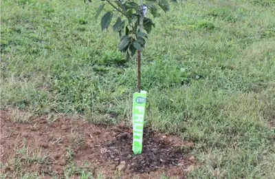 Autumn Planting of Fruit Trees: 8 Tips for Efficient Planting