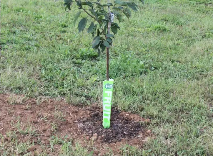 Plantarea de toamna a pomilor fructiferi – 8 sfaturi pentru plantari eficiente