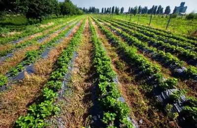 Mulching: A Necessary Activity in Any Garden
