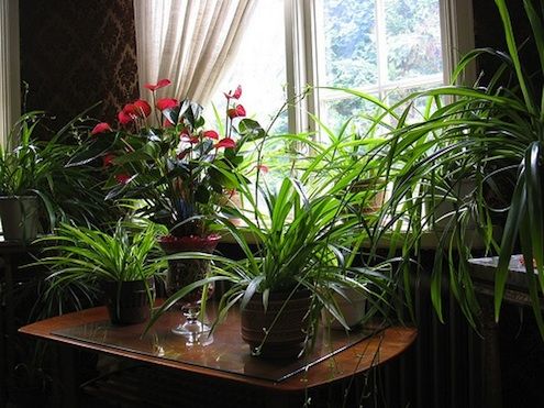 5 Ways to Keep Your Plants Alive During Winter