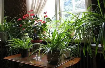 5 Ways to Keep Your Plants Alive During Winter