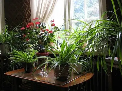 5 Ways to Keep Your Plants Alive During Winter