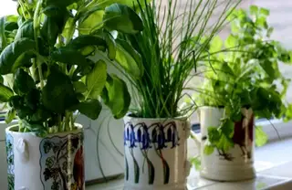 Growing Aromatic Herbs on Your Windowsill: Basil, Mint, and Rosemary in Your Apartment