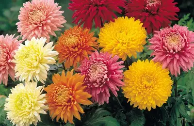 Garden Chrysanthemum