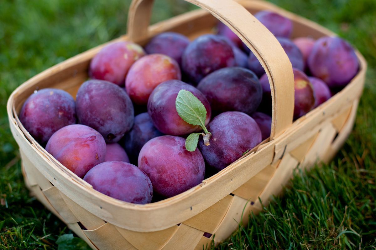 How to Plant a Plum Tree