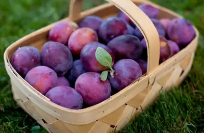 How to Plant a Plum Tree