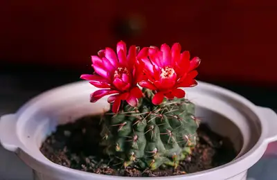 Choosing the Right Cactus Species for Your Home