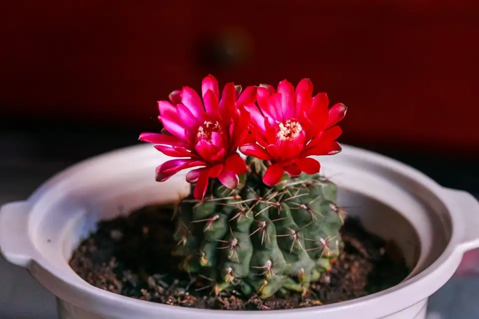Choosing the Right Cactus Species for Your Home