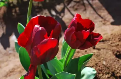 Everything You Need to Know About Tulips: Planting and Care