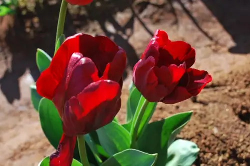 Tot ce trebuie sa stii despre lalele cum trebuie sa le plantezi si sa ai grija de ele
