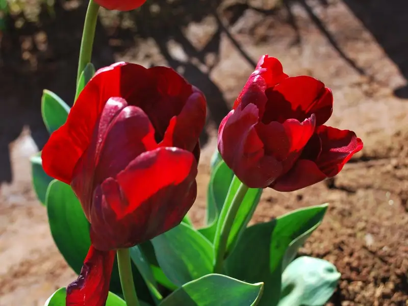 Tot ce trebuie sa stii despre lalele cum trebuie sa le plantezi si sa ai grija de ele