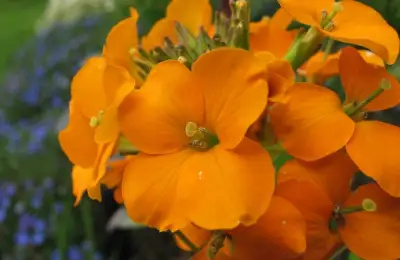 5 Perennial Flowers for Home and Garden