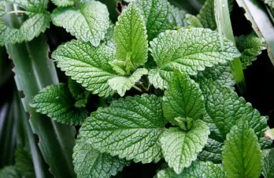 Everything About Mint: A Beneficial Plant for Every Home