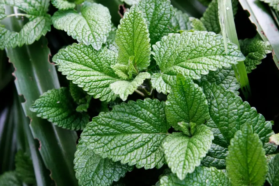 Totul despre menta o planta benefica in orice casa