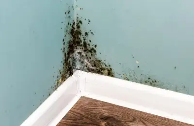 How to Clean Mold from Rooms