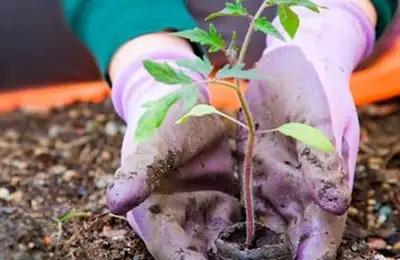 February Garden Tasks