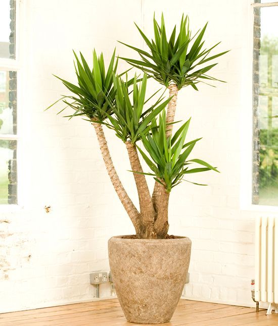 Cum se planteaza si cum se creste Yucca?