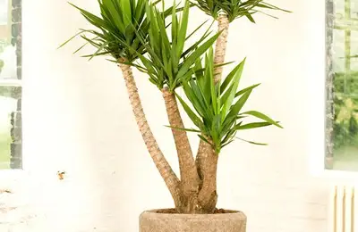 Growing and Caring for Yucca