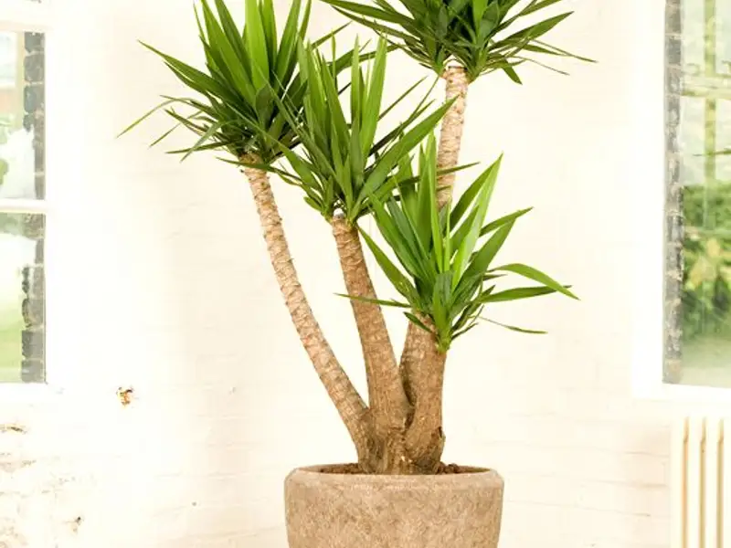 Cum se planteaza si cum se creste Yucca?