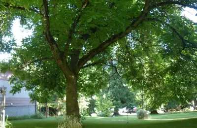 Tutorial: How to Plant a Walnut Tree from Seed (VIDEO)