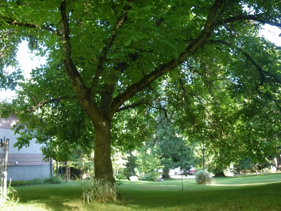 Tutorial: How to Plant a Walnut Tree from Seed (VIDEO)