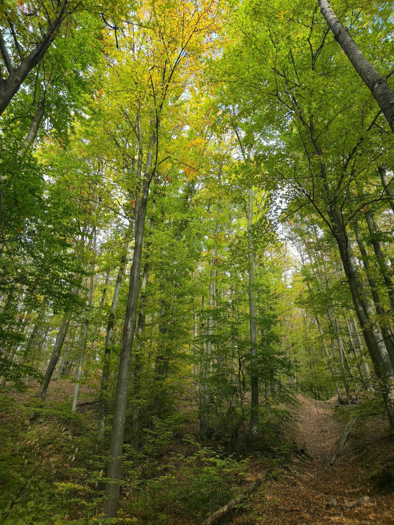 Cum hrănim corect plantele? Partea III. Cum simt plantele lumea, secretele longevității și arta polenizării