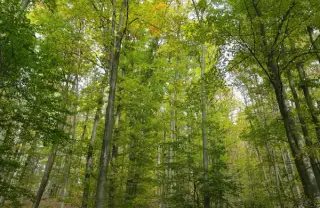 Cum hrănim corect plantele? Partea III. Cum simt plantele lumea, secretele longevității și arta polenizării