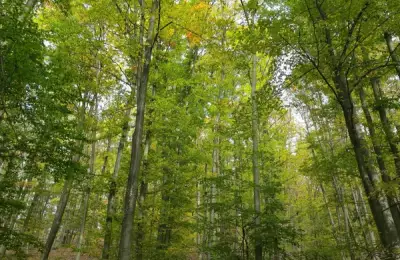 Cum hrănim corect plantele? Partea III. Cum simt plantele lumea, secretele longevității și arta polenizării