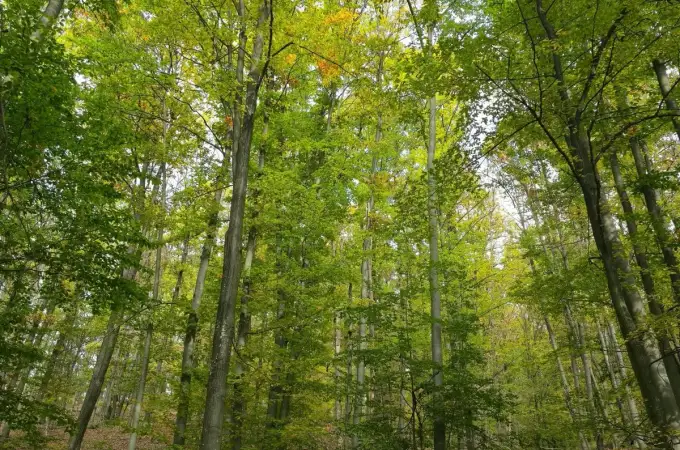 Cum hrănim corect plantele? Partea III. Cum simt plantele lumea, secretele longevității și arta polenizării