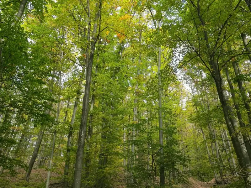 Cum hrănim corect plantele? Partea III. Cum simt plantele lumea, secretele longevității și arta polenizării
