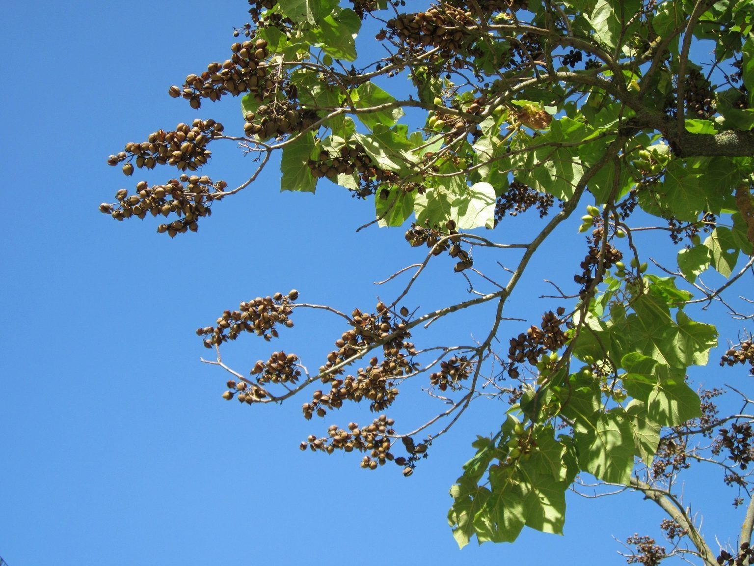 Paulownia  cum se planteaza si care este ingrijirea de care are nevoie