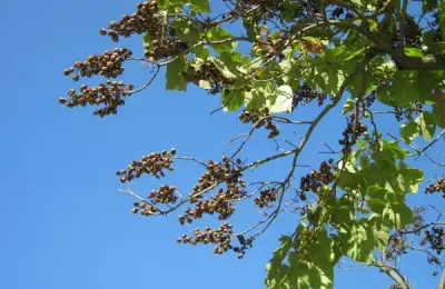 Planting Paulownia: A Guide to Care and Maintenance