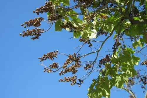 Paulownia cum se planteaza si care este ingrijirea de care are nevoie