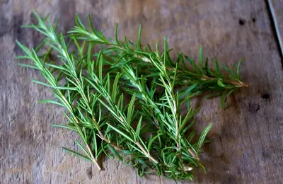 Rosemary: An Aromatic Plant for Culinary Delights