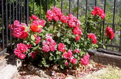 How to Plant Dwarf Roses