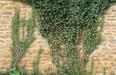 Growing and Caring for Ivy