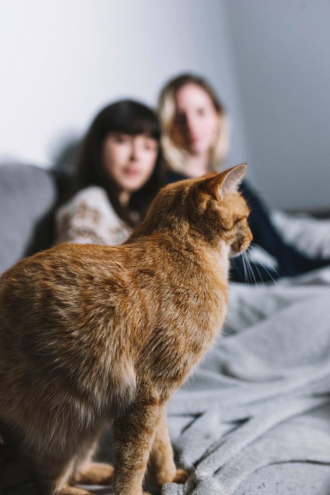 Pisicile ca animale de companie pentru apartamente mici