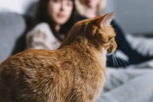 Pisicile ca animale de companie pentru apartamente mici